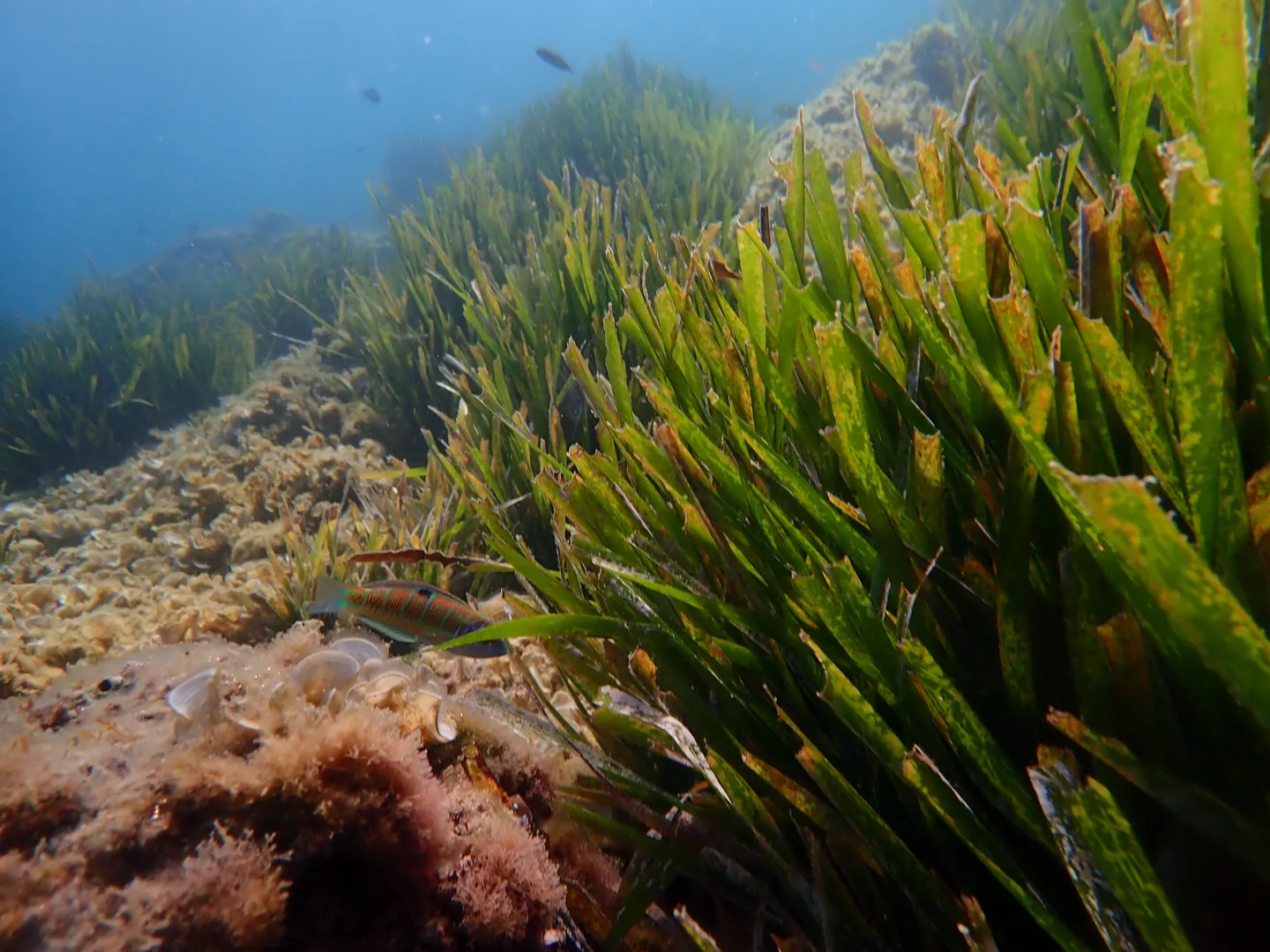 Unterwasserwiese aus Posidonia oceanica mit Felsen und kleinen Fischen